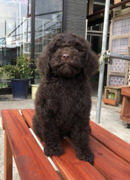 ミディアムプードル【青森県・男の子・2018年3月16日・ブラウン】の写真「非常に濃いベルベットブラウンの男の子」