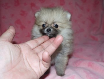 ポメラニアン【青森県・男の子・2013年12月29日・ウルフセーブル(成犬時クリーム)】の写真「とっても可愛い極小ポメちゃん♪」