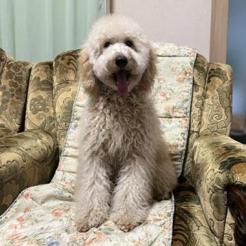 ミディアムプードル【青森県・女の子・2022年5月17日・ペールフォーン】の写真「可愛らしい女の子」