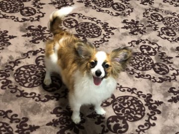 パピヨン【青森県・女の子・2019年11月14日・レッド&ホワイト】の写真「抜群の可愛らしい優雅なパピヨン(蝶々)です。」