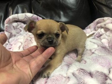 チワワ(スムース)【青森県・男の子・2021年2月21日・フォーン】の写真「ご先祖は日本一」