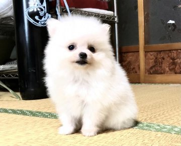 ポメラニアン【青森県・男の子・2020年9月1日・ホワイト】の写真「小さな可愛いちびちゃん💕」
