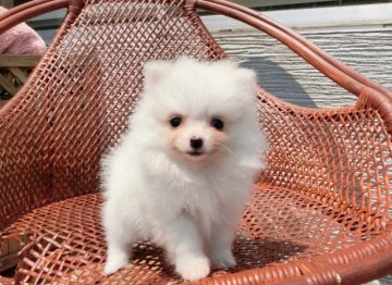 ポメラニアン【青森県・女の子・2015年3月26日・ホワイト】の写真「暑くなってきましたのでお値下げしました」