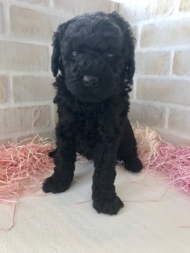 ミディアムプードル【青森県・女の子・2017年5月18日・ブラック】の写真「数の少ない希少プードルです。」