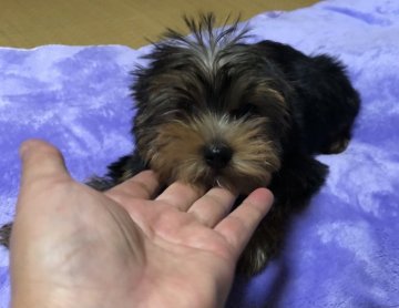 ヨークシャーテリア【青森県・男の子・2020年9月23日・スティールブルー&タン】の写真「クリスマスセール中🎄今だけ特別価格です。」