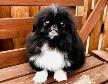ペキニーズ【青森県・男の子・2019年2月17日・ブラック&ホワイト】の写真「珍しいブラックパーティ」