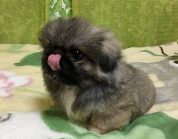 ペキニーズ【青森県・男の子・2017年1月16日・フォーン】の写真「めちゃんこ可愛いおチビさん💕特選犬です。」