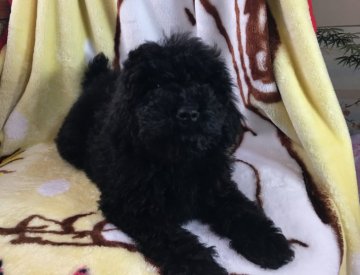 ミディアムプードル【青森県・男の子・2017年12月4日・ブラック】の写真「次の赤ちゃん生まれる為50%offの特価中です。」