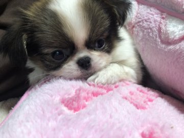 狆(チン)【青森県・女の子・2019年11月21日・赤白】の写真「小さなママの可愛いベビー」