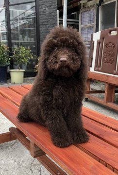 ミディアムプードル【青森県・男の子・2018年2月11日・ブラウン】の写真「可愛いベルベットブラウンのベビーです。」