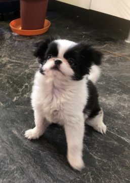 狆(チン)【青森県・女の子・2018年8月22日・白黒】の写真「小さいけれどしっかりした丈夫そうな子です。」