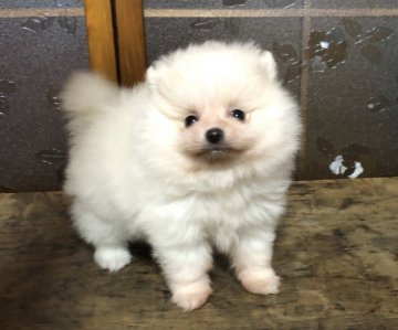 ポメラニアン【青森県・女の子・2019年1月11日・クリーム&ホワイト】の写真「小さな可愛いベビーです。」