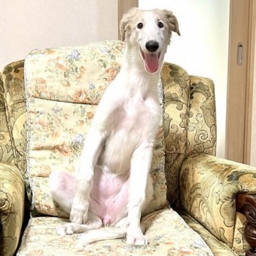 ボルゾイ【青森県・女の子・2022年2月11日・ホワイト&クリーム】の写真「元気いっぱいやんちゃ娘。ママは映画出演犬です。」