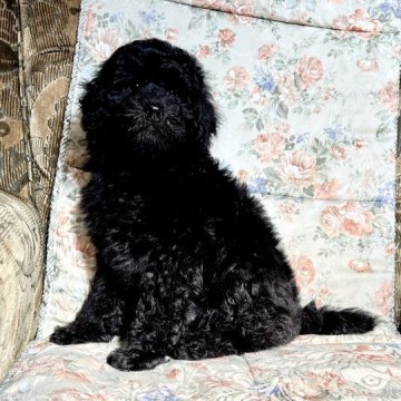 ミディアムプードル【青森県・男の子・2022年3月14日・ブラック】の写真「帝の可愛いベビー産まれました。イケメン君です。」