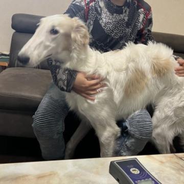 ボルゾイ【青森県・女の子・2022年3月13日・ホワイト&クリーム】の写真「優しい色の可愛い子パパは映画出演犬です。」