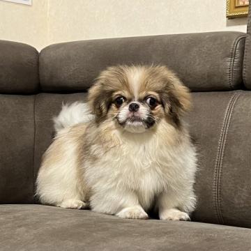 ペキニーズ【青森県・男の子・2022年3月31日・レッドフォーン&ホワイト】の写真「真顔は強面ですが実はとっても優しい子です。」