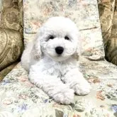 ミディアムプードル【青森県・女の子・2023年3月13日・ホワイト】の写真1