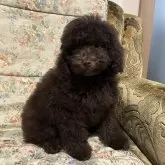ミディアムプードル【青森県・男の子・2024年2月6日・ブラウン】の写真1