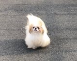 ペキニーズ