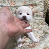 柴犬(豆柴)