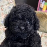 トイプードル(タイニー)