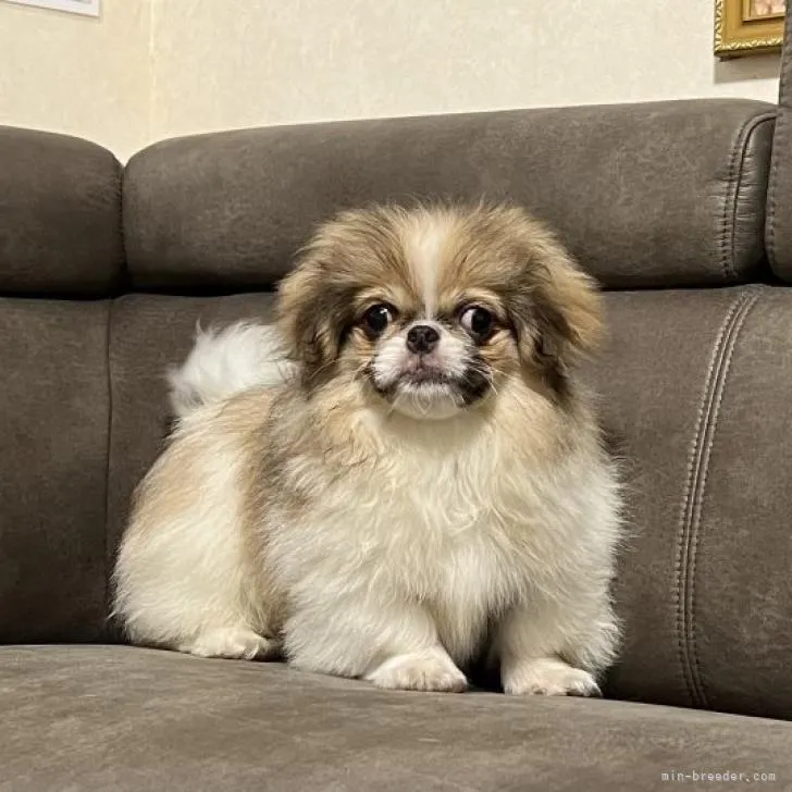 ID：2205-03032の子犬