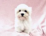 マルチーズ【青森県・男の子・2018年10月14日・ホワイト】の写真2