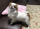 狆(チン)【・女の子・2021年3月3日・赤白】