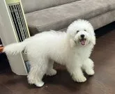 ミディアムプードル【青森県・女の子・2023年3月13日・ホワイト】の写真3