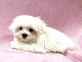 マルチーズ【青森県・男の子・2018年10月14日・ホワイト】の写真3