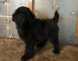 ミディアムプードル【青森県・女の子・2019年6月25日・ブラック】の写真4