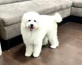 ミディアムプードル【青森県・女の子・2023年3月13日・ホワイト】の写真5