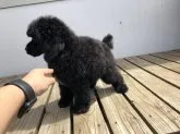 ミディアムプードル【青森県・男の子・2020年2月3日・ブラック】の写真5