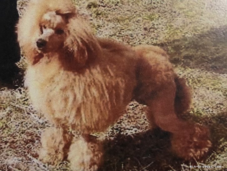 ミニチュアプードル【・男の子・2009年6月22日・レッド】