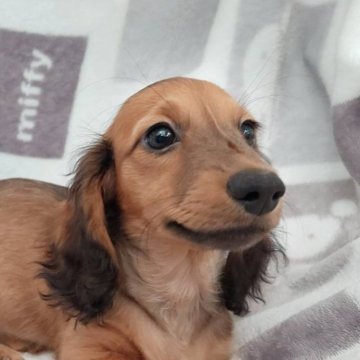 ミニチュアダックスフンド(ロング)【徳島県・女の子・2024年9月10日・シェーデッドレッド】の写真「両親ＪＫＣチャンピオン」