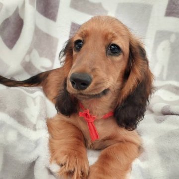 ミニチュアダックスフンド(ロング)【徳島県・男の子・2024年8月31日・シェーデッドレッド】の写真「父JKCチャンピオン母JKCチャンピオン」