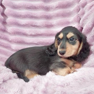 ミニチュアダックスフンド(ロング)【徳島県・男の子・2025年2月11日・ブラック&イエロー】の写真「父インターチャンピオン母ＪＫＣチャンピオン」