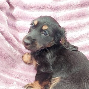 ミニチュアダックスフンド(ロング)【徳島県・男の子・2025年2月11日・ブラック&タン】の写真「父インターチャンピオン母ＪＫＣチャンピオン」