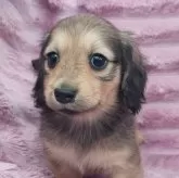 ミニチュアダックスフンド(ロング)【徳島県・女の子・2025年1月8日・シェーデッドイエロー】の写真1