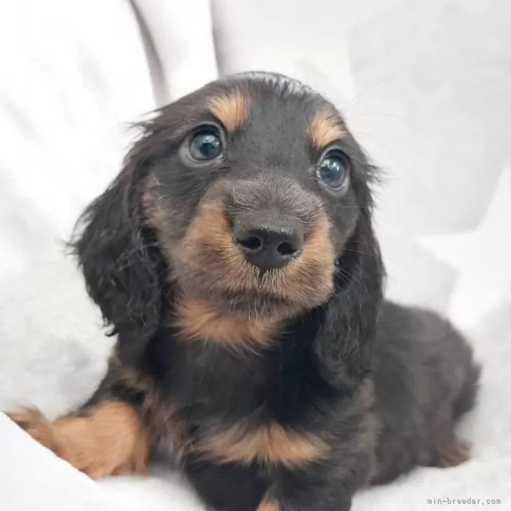 A.K 様のお迎えした子犬