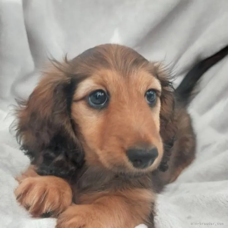 ID：2304-04443の子犬