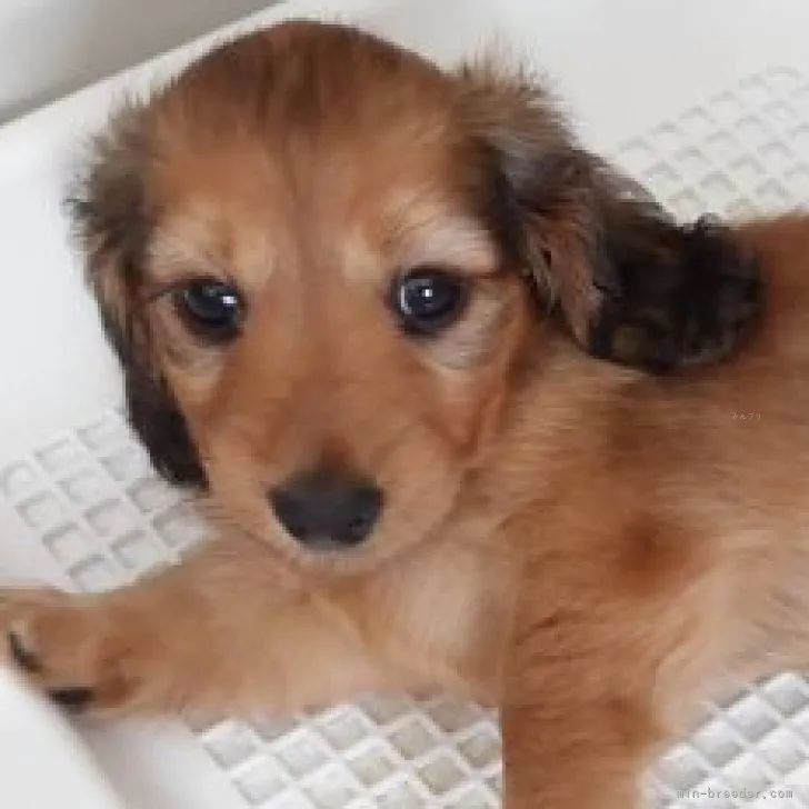 ID：2310-04135の子犬