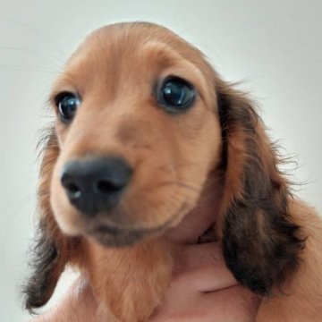 ミニチュアダックスフンド(ロング)【徳島県・女の子・2023年2月22日・シェーデッドレッド】の写真「良血統。インターチャンピオン直子。」