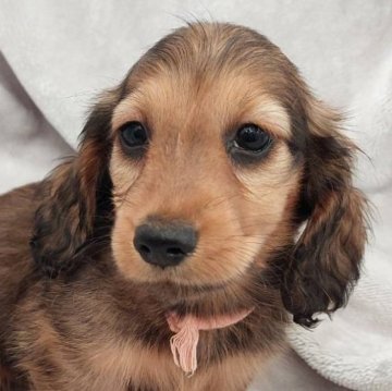 ミニチュアダックスフンド(ロング)【徳島県・男の子・2024年1月11日・シェーデッドレッド】の写真「良血統。かわいい男の子。」