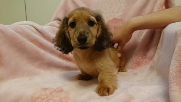 ミニチュアダックスフンド(ロング)【徳島県・男の子・2019年2月26日・レッド】の写真「両親チャンピオン。良血統。」