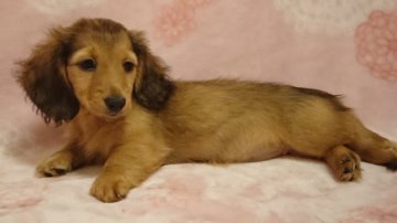 ミニチュアダックスフンド(ロング)【徳島県・女の子・2018年4月20日・レッド】の写真「両親チャンピオン　ＰＲＡクリア」