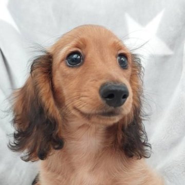 ミニチュアダックスフンド(ロング)【徳島県・女の子・2023年8月31日・シェーデッドレッド】の写真「良血統。インターチャンピオン直子。」