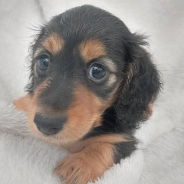 ミニチュアダックスフンド(ロング)【徳島県・女の子・2023年8月22日・ブラック&タン】の写真「両親ＪＫＣチャンピオン」