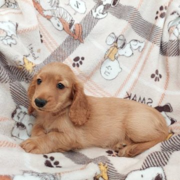 ミニチュアダックスフンド(ロング)【徳島県・男の子・2023年2月22日・ゴールド】の写真「良血統。インターチャンピオン直子。」