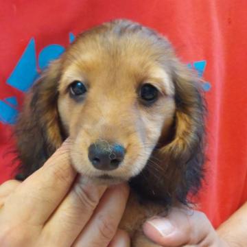 ミニチュアダックスフンド(ロング)【徳島県・女の子・2022年4月21日・シェーデッドレッド】の写真「父インターチャンピオン母JKCチャンピオン」